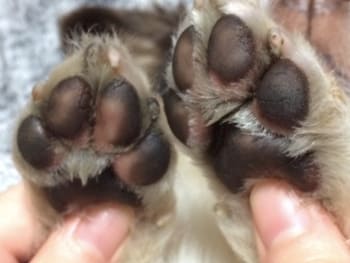 ワセリンアレルギーが出たちわわの肉球