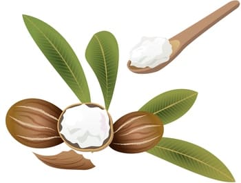 ロクシタンシアバターの原材料のシア脂