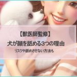 【獣医師監修】犬が顔を舐める3つの理由！リスクとやめさせる方法