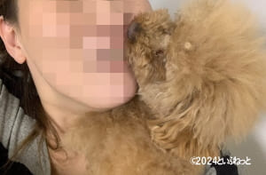 化粧をした顔を舐めているトイプードル