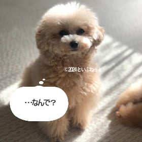 飼い主の顔を舐めて無視されたトイプードル