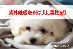 犬に有害な紫外線吸収剤