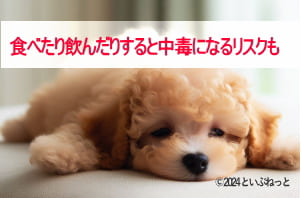 犬にとって日焼け止めの中毒になる成分